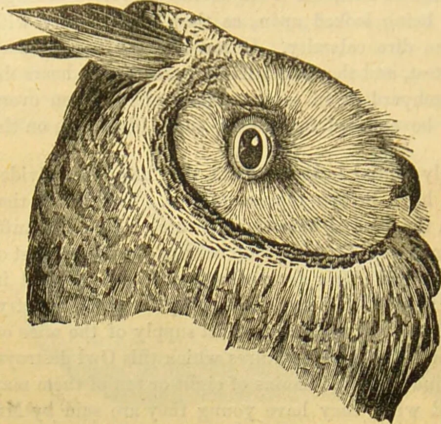 An illustration from A natural history of the animal kingdom : being a systematic and popular description of the habits, structure, and classification of animals, from the lowest to the highest forms. Arranged according to their organisation / by W. S. Dallas., 1860, leaf 628
