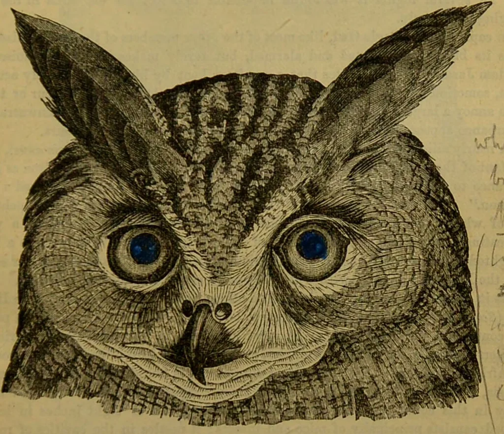 An illustration from A natural history of the animal kingdom : being a systematic and popular description of the habits, structure, and classification of animals, from the lowest to the highest forms. Arranged according to their organisation / by W. S. Dallas., 1860, leaf 629