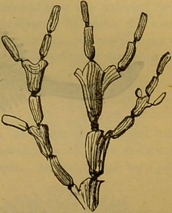 An illustration from A natural history of the animal kingdom : being a systematic and popular description of the habits, structure, and classification of animals, from the lowest to the highest forms. Arranged according to their organisation / by W. S. Dallas., 1860, leaf 63