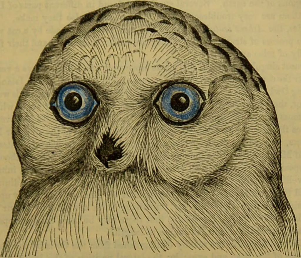 An illustration from A natural history of the animal kingdom : being a systematic and popular description of the habits, structure, and classification of animals, from the lowest to the highest forms. Arranged according to their organisation / by W. S. Dallas., 1860, leaf 631