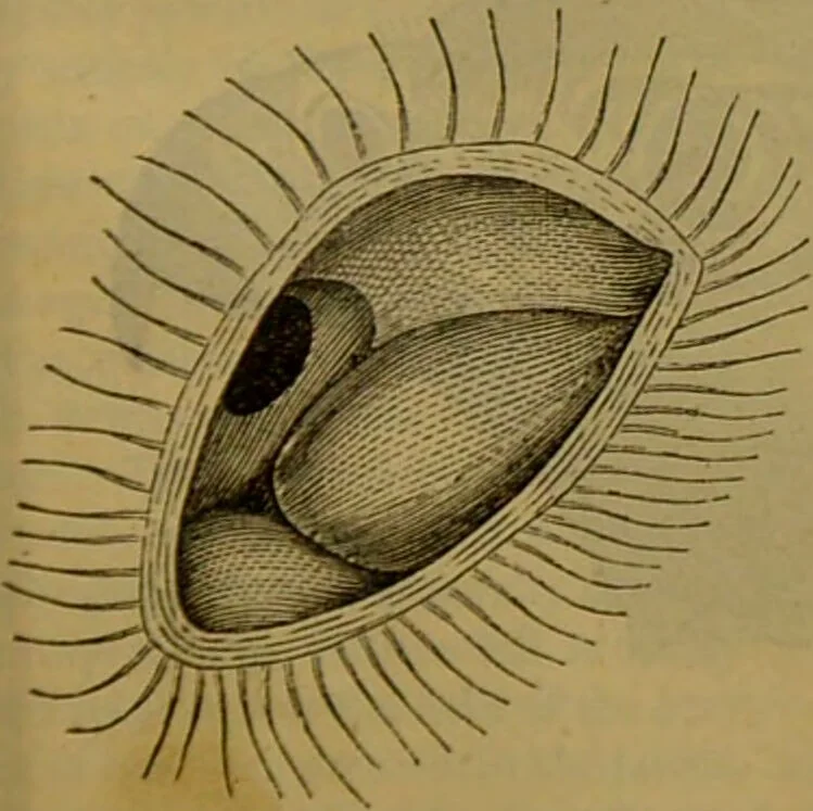 An illustration from A natural history of the animal kingdom : being a systematic and popular description of the habits, structure, and classification of animals, from the lowest to the highest forms. Arranged according to their organisation / by W. S. Dallas., 1860, leaf 631