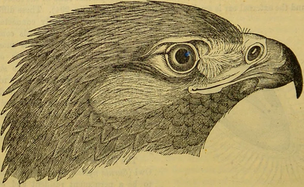 An illustration from A natural history of the animal kingdom : being a systematic and popular description of the habits, structure, and classification of animals, from the lowest to the highest forms. Arranged according to their organisation / by W. S. Dallas., 1860, leaf 632