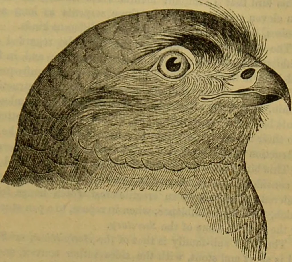 An illustration from A natural history of the animal kingdom : being a systematic and popular description of the habits, structure, and classification of animals, from the lowest to the highest forms. Arranged according to their organisation / by W. S. Dallas., 1860, leaf 635
