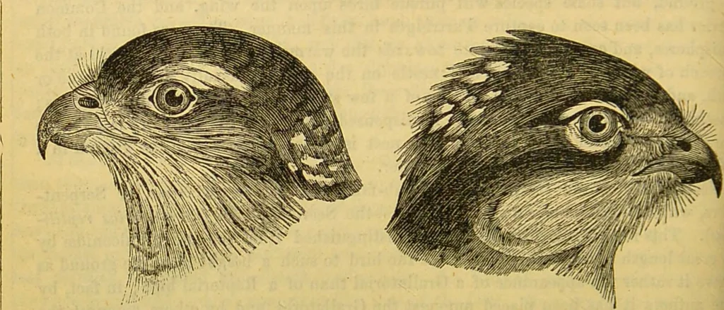 An illustration from A natural history of the animal kingdom : being a systematic and popular description of the habits, structure, and classification of animals, from the lowest to the highest forms. Arranged according to their organisation / by W. S. Dallas., 1860, leaf 636