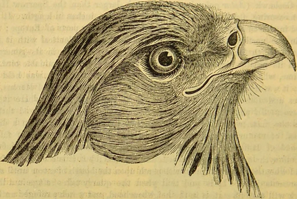 An illustration from A natural history of the animal kingdom : being a systematic and popular description of the habits, structure, and classification of animals, from the lowest to the highest forms. Arranged according to their organisation / by W. S. Dallas., 1860, leaf 638