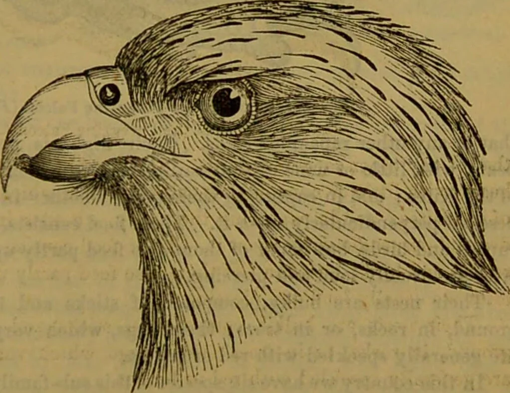 An illustration from A natural history of the animal kingdom : being a systematic and popular description of the habits, structure, and classification of animals, from the lowest to the highest forms. Arranged according to their organisation / by W. S. Dallas., 1860, leaf 639