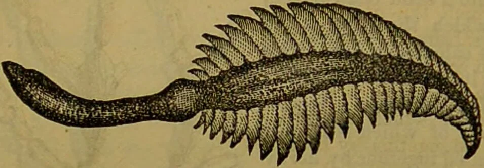 An illustration from A natural history of the animal kingdom : being a systematic and popular description of the habits, structure, and classification of animals, from the lowest to the highest forms. Arranged according to their organisation / by W. S. Dallas., 1860, leaf 64