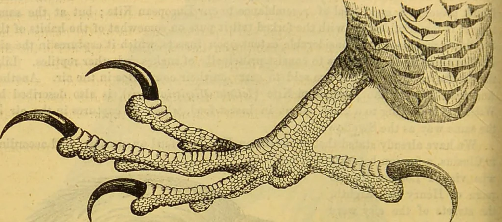 An illustration from A natural history of the animal kingdom : being a systematic and popular description of the habits, structure, and classification of animals, from the lowest to the highest forms. Arranged according to their organisation / by W. S. Dallas., 1860, leaf 640