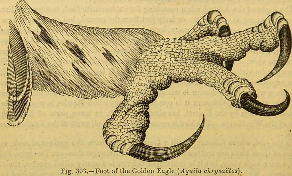 An illustration from A natural history of the animal kingdom : being a systematic and popular description of the habits, structure, and classification of animals, from the lowest to the highest forms. Arranged according to their organisation / by W. S. Dallas., 1860, leaf 644