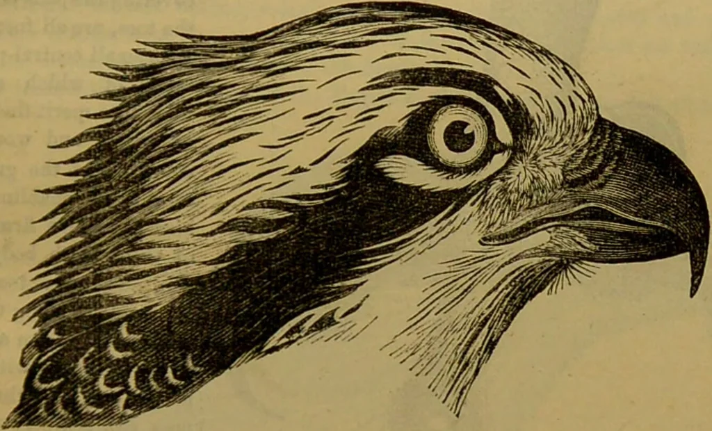 An illustration from A natural history of the animal kingdom : being a systematic and popular description of the habits, structure, and classification of animals, from the lowest to the highest forms. Arranged according to their organisation / by W. S. Dallas., 1860, leaf 647