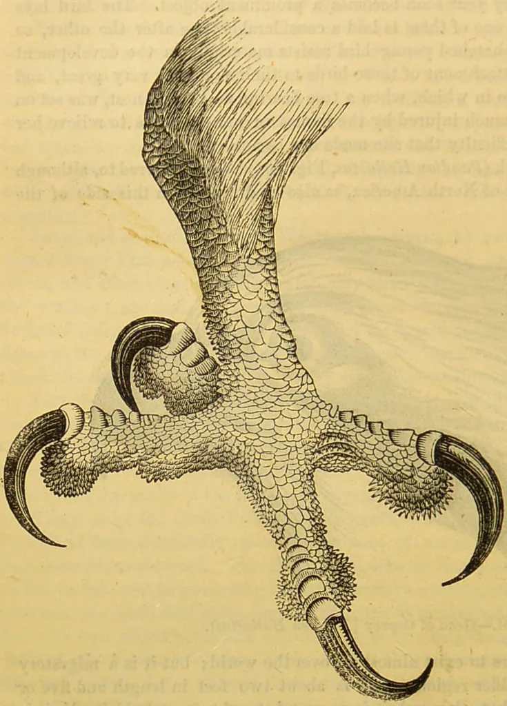 An illustration from A natural history of the animal kingdom : being a systematic and popular description of the habits, structure, and classification of animals, from the lowest to the highest forms. Arranged according to their organisation / by W. S. Dallas., 1860, leaf 648