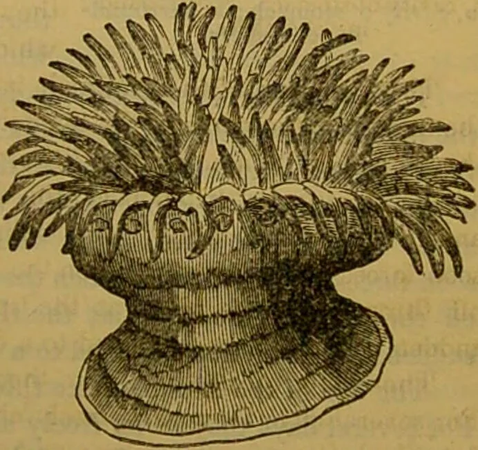 An illustration from A natural history of the animal kingdom : being a systematic and popular description of the habits, structure, and classification of animals, from the lowest to the highest forms. Arranged according to their organisation / by W. S. Dallas., 1860, leaf 65