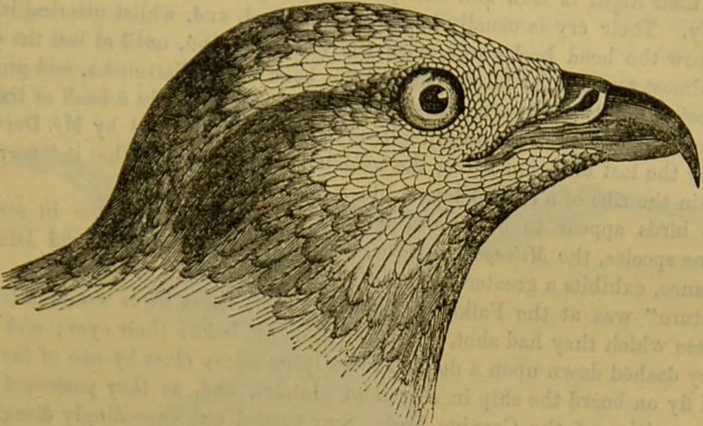 An illustration from A natural history of the animal kingdom : being a systematic and popular description of the habits, structure, and classification of animals, from the lowest to the highest forms. Arranged according to their organisation / by W. S. Dallas., 1860, leaf 651