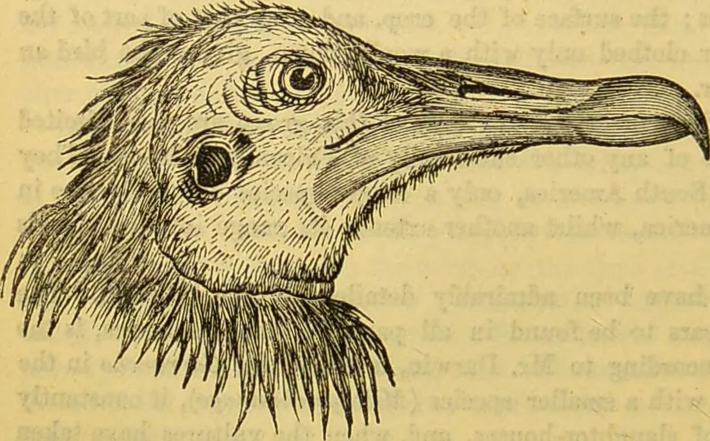 An illustration from A natural history of the animal kingdom : being a systematic and popular description of the habits, structure, and classification of animals, from the lowest to the highest forms. Arranged according to their organisation / by W. S. Dallas., 1860, leaf 652
