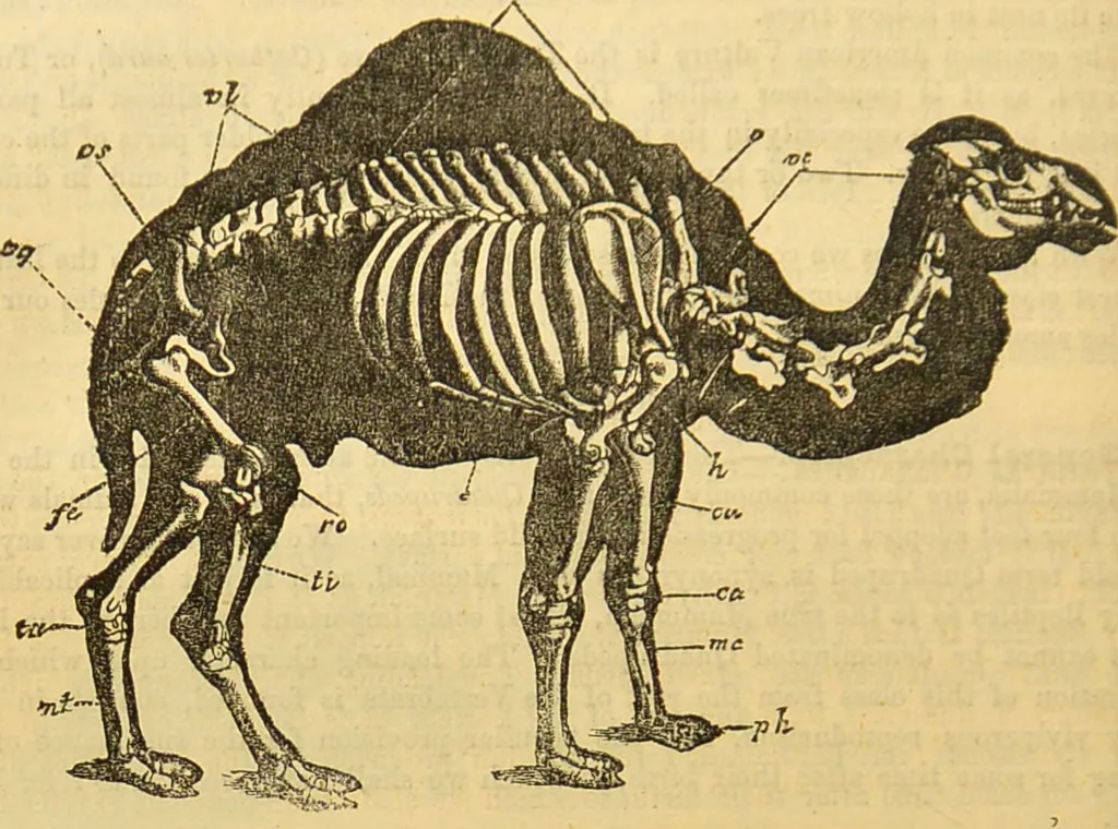 An illustration from A natural history of the animal kingdom : being a systematic and popular description of the habits, structure, and classification of animals, from the lowest to the highest forms. Arranged according to their organisation / by W. S. Dallas., 1860, leaf 656
