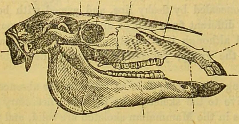 An illustration from A natural history of the animal kingdom : being a systematic and popular description of the habits, structure, and classification of animals, from the lowest to the highest forms. Arranged according to their organisation / by W. S. Dallas., 1860, leaf 656