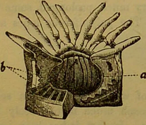 An illustration from A natural history of the animal kingdom : being a systematic and popular description of the habits, structure, and classification of animals, from the lowest to the highest forms. Arranged according to their organisation / by W. S. Dallas., 1860, leaf 66