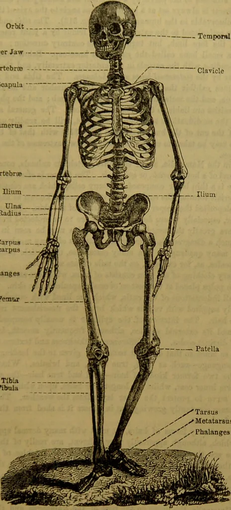 An illustration from A natural history of the animal kingdom : being a systematic and popular description of the habits, structure, and classification of animals, from the lowest to the highest forms. Arranged according to their organisation / by W. S. Dallas., 1860, leaf 661