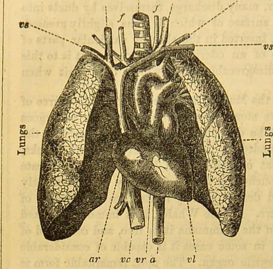 An illustration from A natural history of the animal kingdom : being a systematic and popular description of the habits, structure, and classification of animals, from the lowest to the highest forms. Arranged according to their organisation / by W. S. Dallas., 1860, leaf 664