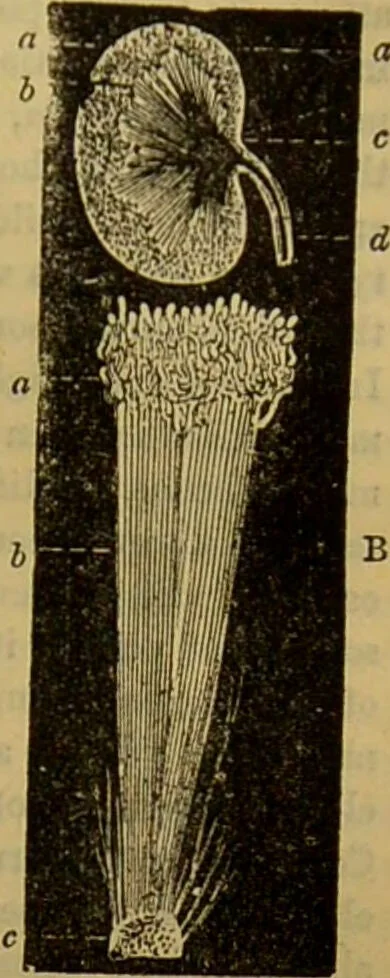 An illustration from A natural history of the animal kingdom : being a systematic and popular description of the habits, structure, and classification of animals, from the lowest to the highest forms. Arranged according to their organisation / by W. S. Dallas., 1860, leaf 665