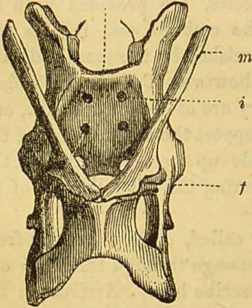 An illustration from A natural history of the animal kingdom : being a systematic and popular description of the habits, structure, and classification of animals, from the lowest to the highest forms. Arranged according to their organisation / by W. S. Dallas., 1860, leaf 668