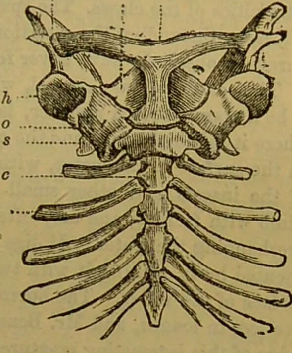 An illustration from A natural history of the animal kingdom : being a systematic and popular description of the habits, structure, and classification of animals, from the lowest to the highest forms. Arranged according to their organisation / by W. S. Dallas., 1860, leaf 669