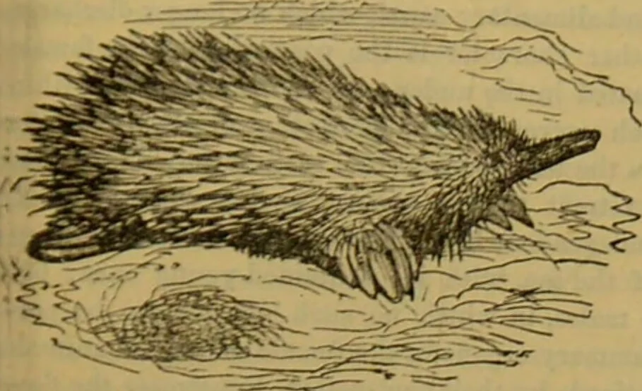 An illustration from A natural history of the animal kingdom : being a systematic and popular description of the habits, structure, and classification of animals, from the lowest to the highest forms. Arranged according to their organisation / by W. S. Dallas., 1860, leaf 671