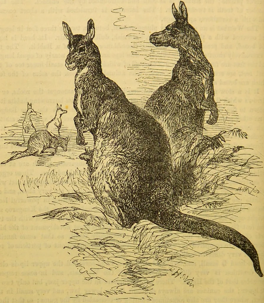 An illustration from A natural history of the animal kingdom : being a systematic and popular description of the habits, structure, and classification of animals, from the lowest to the highest forms. Arranged according to their organisation / by W. S. Dallas., 1860, leaf 674