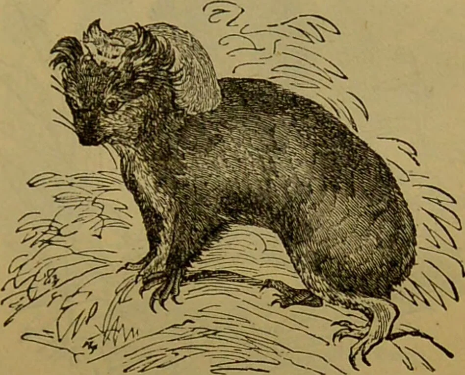 An illustration from A natural history of the animal kingdom : being a systematic and popular description of the habits, structure, and classification of animals, from the lowest to the highest forms. Arranged according to their organisation / by W. S. Dallas., 1860, leaf 677