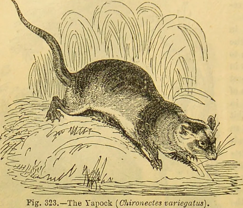 An illustration from A natural history of the animal kingdom : being a systematic and popular description of the habits, structure, and classification of animals, from the lowest to the highest forms. Arranged according to their organisation / by W. S. Dallas., 1860, leaf 680
