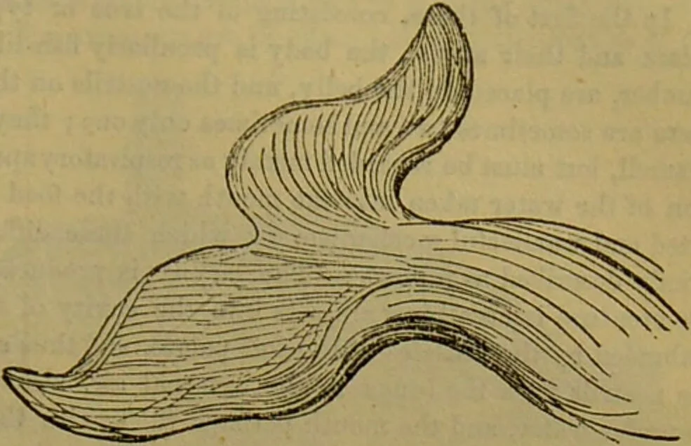 An illustration from A natural history of the animal kingdom : being a systematic and popular description of the habits, structure, and classification of animals, from the lowest to the highest forms. Arranged according to their organisation / by W. S. Dallas., 1860, leaf 683