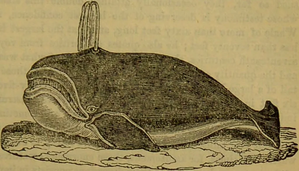An illustration from A natural history of the animal kingdom : being a systematic and popular description of the habits, structure, and classification of animals, from the lowest to the highest forms. Arranged according to their organisation / by W. S. Dallas., 1860, leaf 685