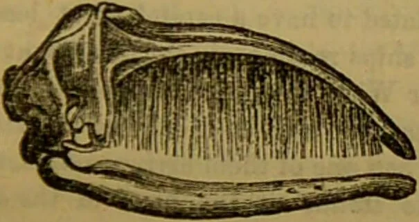 An illustration from A natural history of the animal kingdom : being a systematic and popular description of the habits, structure, and classification of animals, from the lowest to the highest forms. Arranged according to their organisation / by W. S. Dallas., 1860, leaf 685