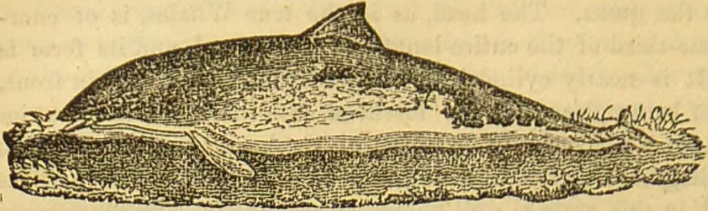 An illustration from A natural history of the animal kingdom : being a systematic and popular description of the habits, structure, and classification of animals, from the lowest to the highest forms. Arranged according to their organisation / by W. S. Dallas., 1860, leaf 690