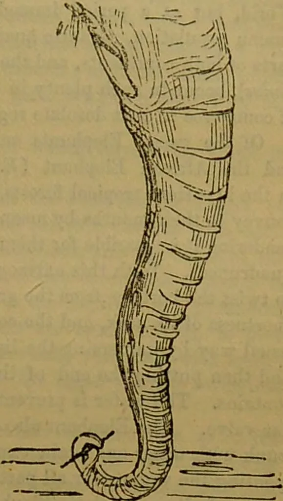An illustration from A natural history of the animal kingdom : being a systematic and popular description of the habits, structure, and classification of animals, from the lowest to the highest forms. Arranged according to their organisation / by W. S. Dallas., 1860, leaf 695