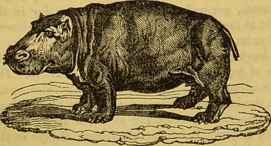 An illustration from A natural history of the animal kingdom : being a systematic and popular description of the habits, structure, and classification of animals, from the lowest to the highest forms. Arranged according to their organisation / by W. S. Dallas., 1860, leaf 698