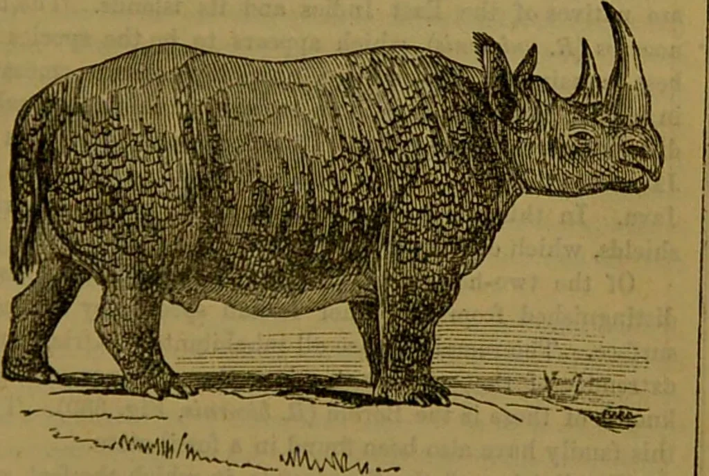 An illustration from A natural history of the animal kingdom : being a systematic and popular description of the habits, structure, and classification of animals, from the lowest to the highest forms. Arranged according to their organisation / by W. S. Dallas., 1860, leaf 699