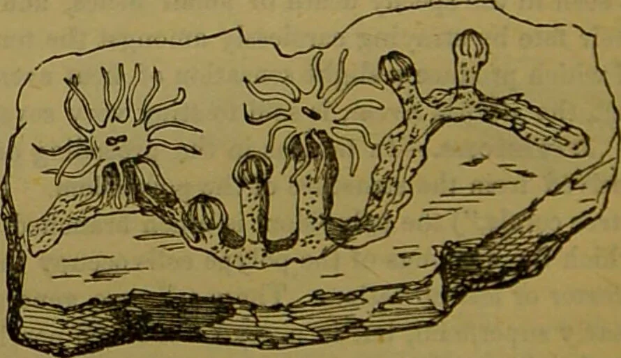 An illustration from A natural history of the animal kingdom : being a systematic and popular description of the habits, structure, and classification of animals, from the lowest to the highest forms. Arranged according to their organisation / by W. S. Dallas., 1860, leaf 70