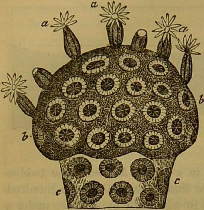 An illustration from A natural history of the animal kingdom : being a systematic and popular description of the habits, structure, and classification of animals, from the lowest to the highest forms. Arranged according to their organisation / by W. S. Dallas., 1860, leaf 70