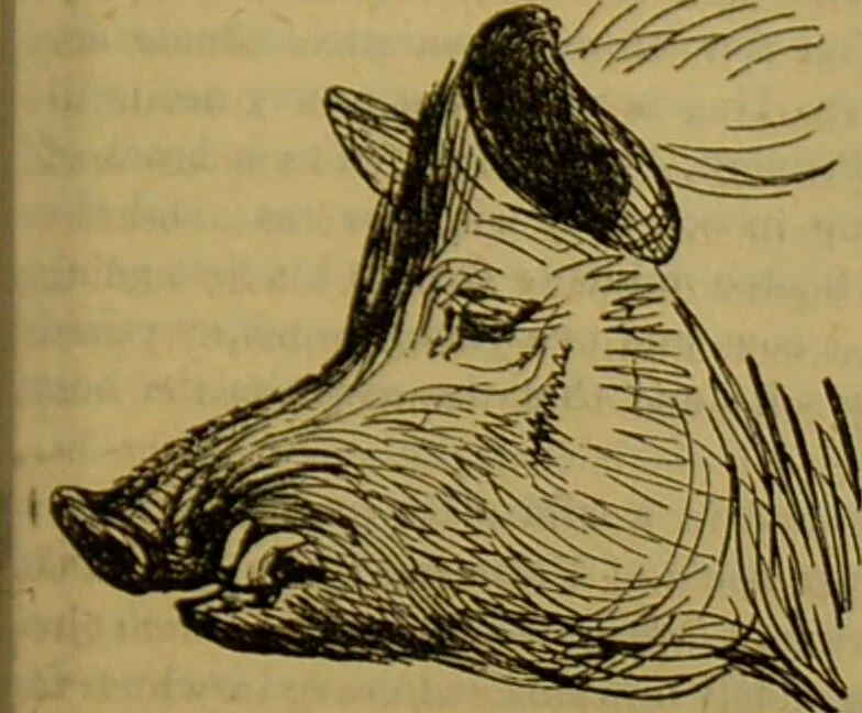 An illustration from A natural history of the animal kingdom : being a systematic and popular description of the habits, structure, and classification of animals, from the lowest to the highest forms. Arranged according to their organisation / by W. S. Dallas., 1860, leaf 701