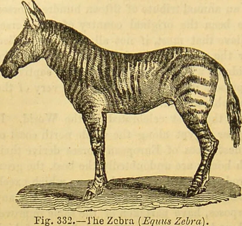 An illustration from A natural history of the animal kingdom : being a systematic and popular description of the habits, structure, and classification of animals, from the lowest to the highest forms. Arranged according to their organisation / by W. S. Dallas., 1860, leaf 706