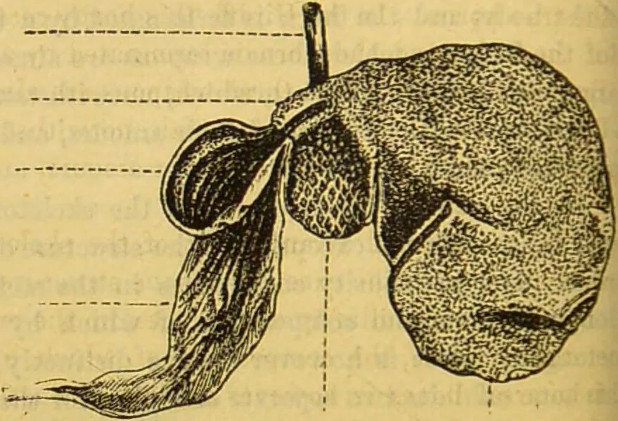 An illustration from A natural history of the animal kingdom : being a systematic and popular description of the habits, structure, and classification of animals, from the lowest to the highest forms. Arranged according to their organisation / by W. S. Dallas., 1860, leaf 708