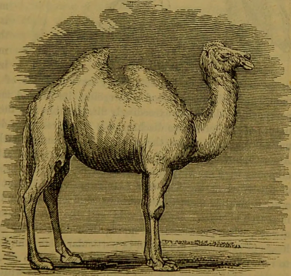 An illustration from A natural history of the animal kingdom : being a systematic and popular description of the habits, structure, and classification of animals, from the lowest to the highest forms. Arranged according to their organisation / by W. S. Dallas., 1860, leaf 711
