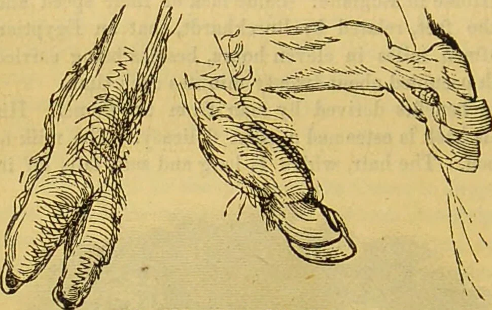 An illustration from A natural history of the animal kingdom : being a systematic and popular description of the habits, structure, and classification of animals, from the lowest to the highest forms. Arranged according to their organisation / by W. S. Dallas., 1860, leaf 712
