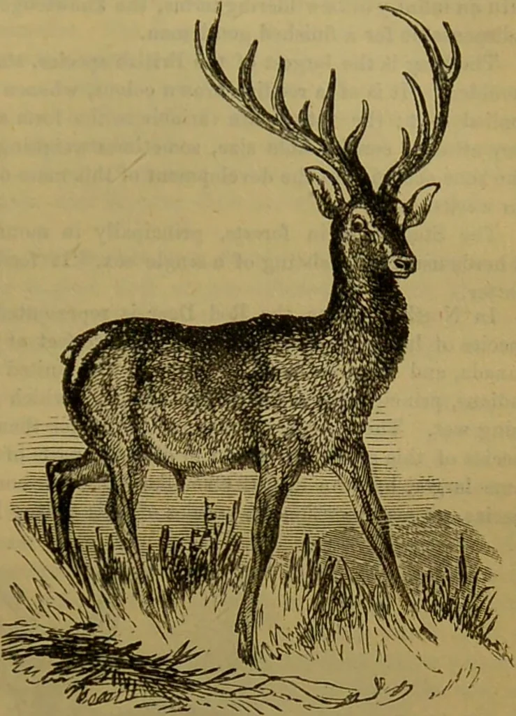 An illustration from A natural history of the animal kingdom : being a systematic and popular description of the habits, structure, and classification of animals, from the lowest to the highest forms. Arranged according to their organisation / by W. S. Dallas., 1860, leaf 715