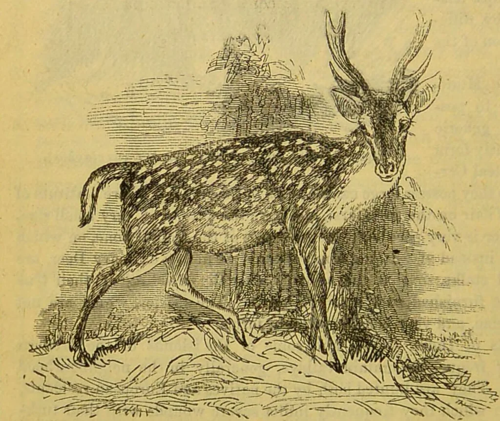 An illustration from A natural history of the animal kingdom : being a systematic and popular description of the habits, structure, and classification of animals, from the lowest to the highest forms. Arranged according to their organisation / by W. S. Dallas., 1860, leaf 716