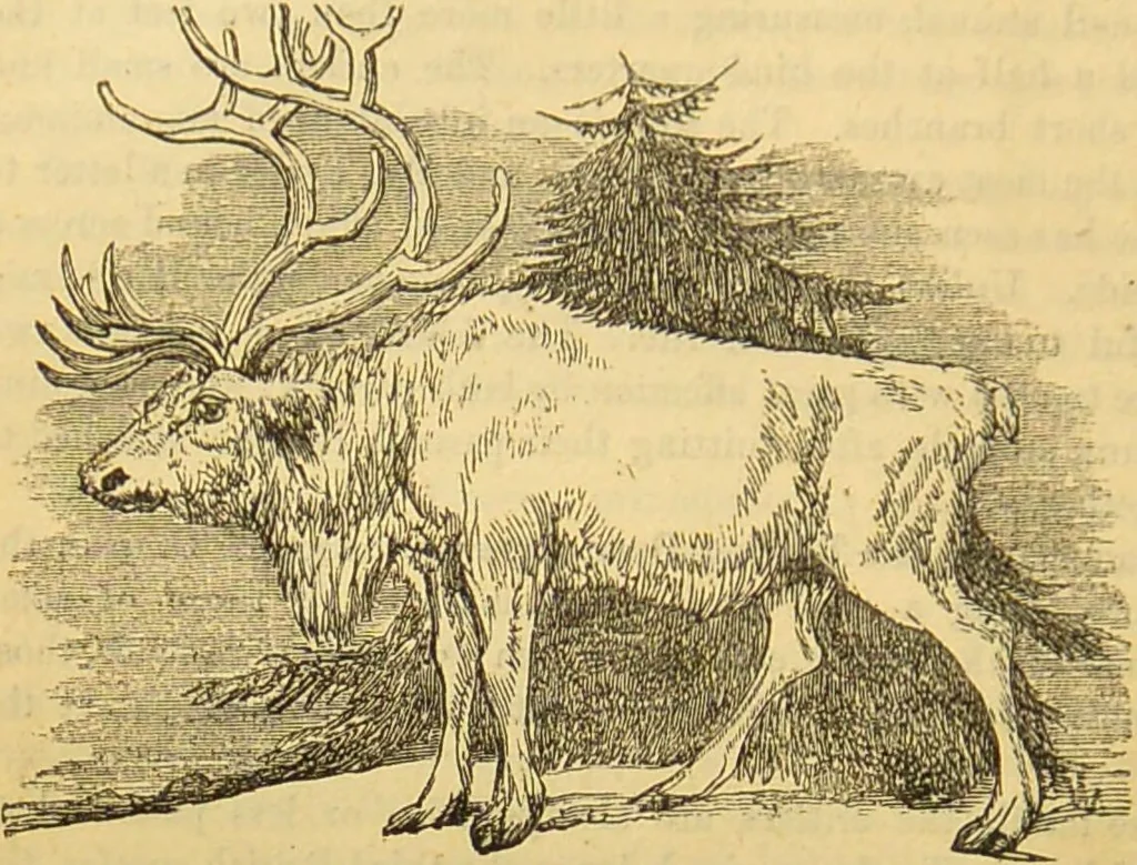An illustration from A natural history of the animal kingdom : being a systematic and popular description of the habits, structure, and classification of animals, from the lowest to the highest forms. Arranged according to their organisation / by W. S. Dallas., 1860, leaf 718