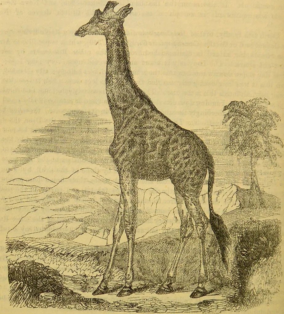 An illustration from A natural history of the animal kingdom : being a systematic and popular description of the habits, structure, and classification of animals, from the lowest to the highest forms. Arranged according to their organisation / by W. S. Dallas., 1860, leaf 720