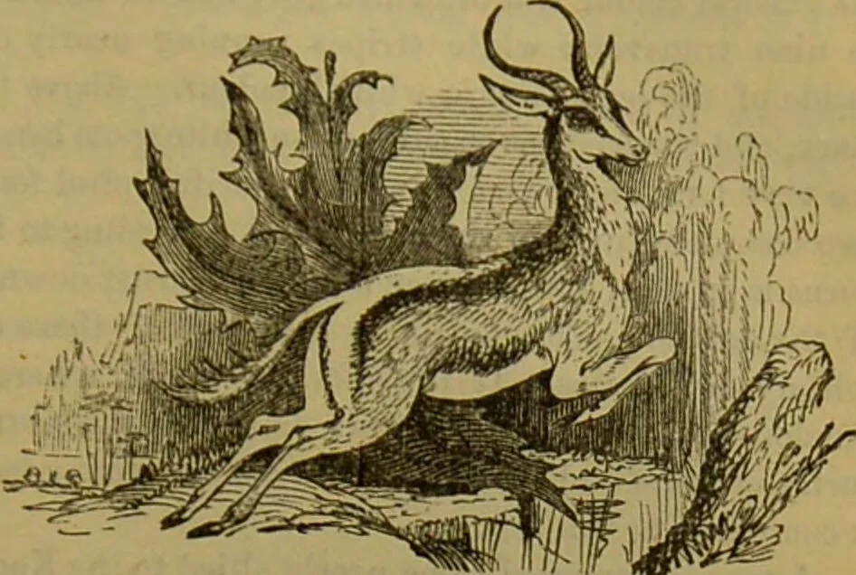 An illustration from A natural history of the animal kingdom : being a systematic and popular description of the habits, structure, and classification of animals, from the lowest to the highest forms. Arranged according to their organisation / by W. S. Dallas., 1860, leaf 723