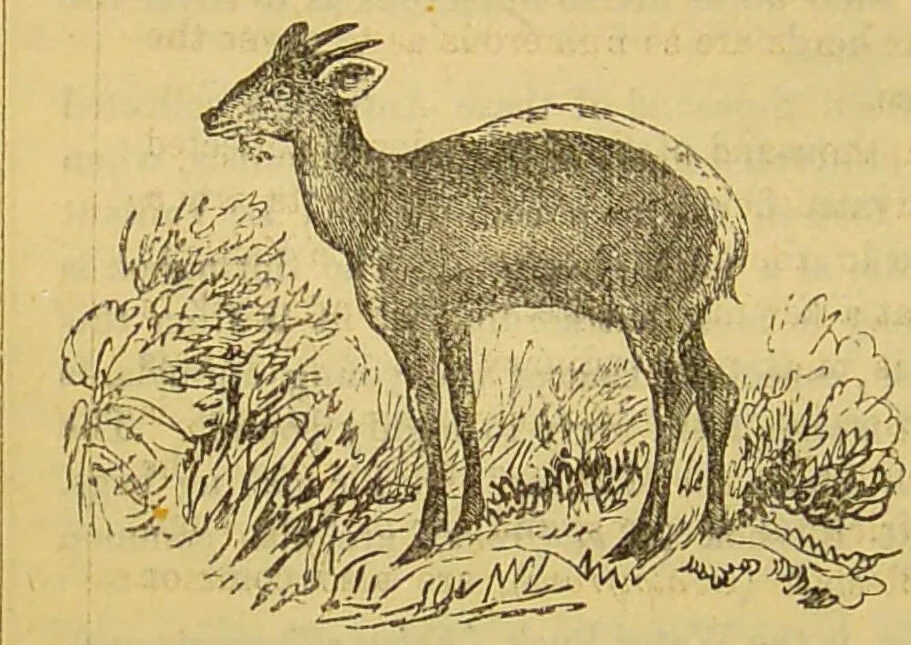 An illustration from A natural history of the animal kingdom : being a systematic and popular description of the habits, structure, and classification of animals, from the lowest to the highest forms. Arranged according to their organisation / by W. S. Dallas., 1860, leaf 724